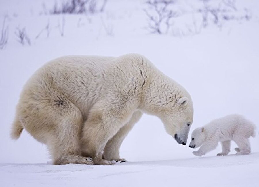 
                                    
                                    Kanada Fotoğraf: Baoting (Bob) Chen
                                
                                