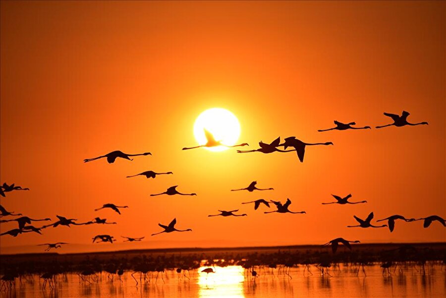 Anadolu’nun flamingo cenneti: Tuz Gölü

                                    Dünyada flamingoların kuluçkaya yattığı en önemli göller arasında yer alan Tuz Gölü’nde bu yıl on binlerce flamingo kuluçkadan çıkarken, göl yetişkin ve yavru flamingolarla birlikte adeta bir flamingo cennetine dönüştü.
                                