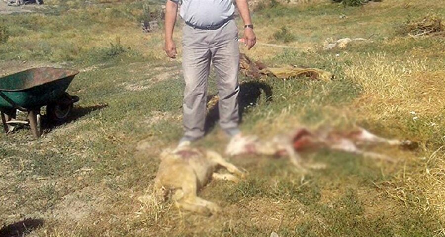 Köye inen kurtlar, 80 küçükbaş hayvanı telef etti