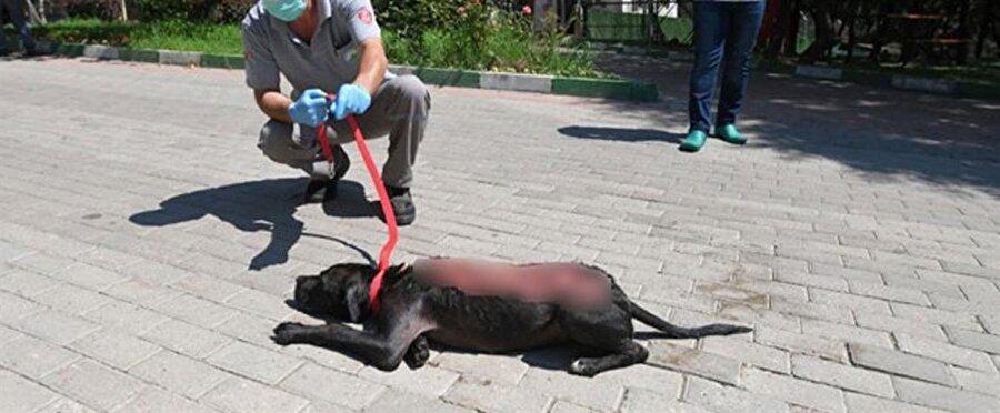 Bunun adı canilik: Köpeğe kaynar su döktüler