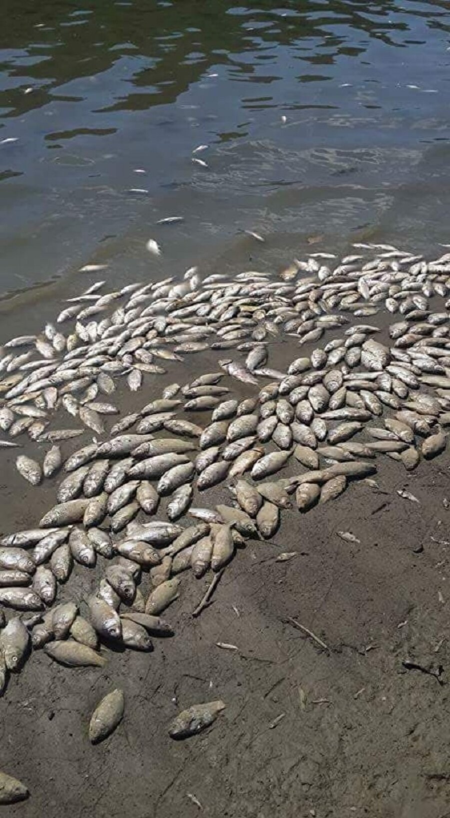 Halk tedirgin: Binlerce balık karaya vurdu