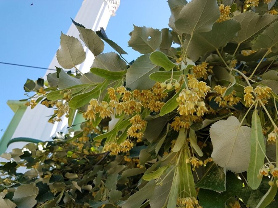 Ihlamur'un kilosu 5 bin lira!