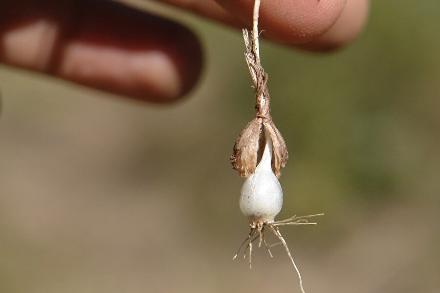 ​Van’da yeni bir bitki türü keşfedildi