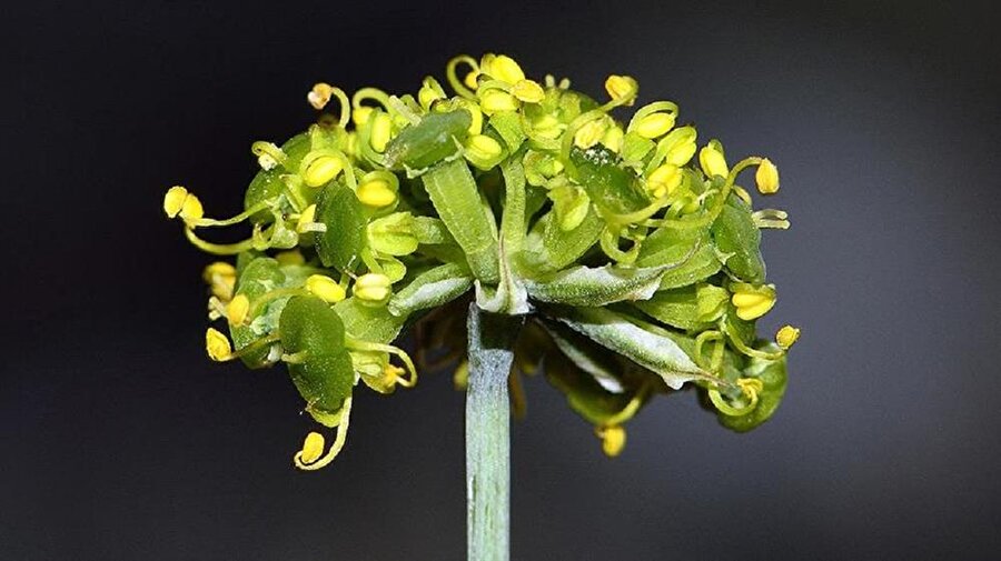 Endemik bitki türü 