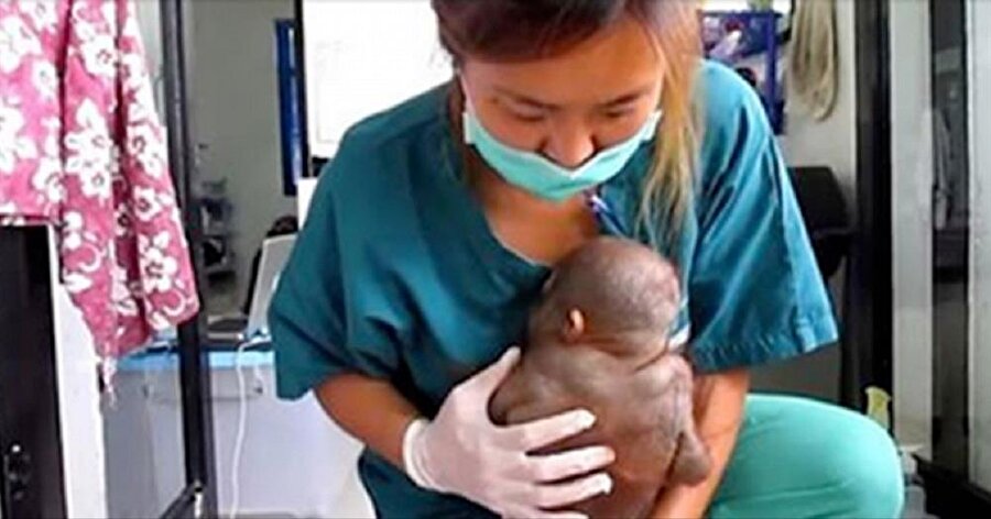 10 ay boyunca tavuk kümesinde kitli kalan ‘Budi’ kurtarıldı