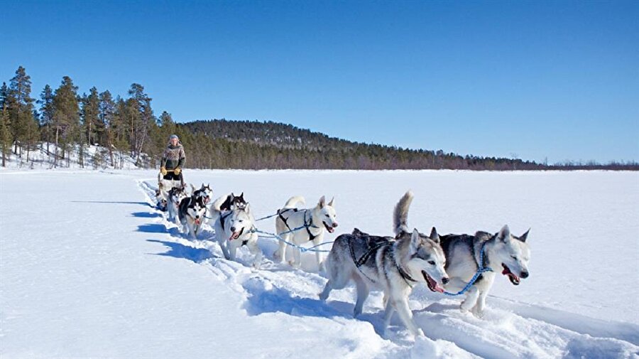 2008 yılında şehir hayatını terk eden Tinja, Finlandiya’nın Lapland bölgesinde 40 Husky köpeği ve atlarıyla birlikte en yakın kasabaya yaklaşık 300 km uzaklıkta; şehir hayatından sıkılan, stres yüklü iş yaşamından mutsuz olan, tebessüm etmeyi unutmuş, koşturmacının içinde kaybolmuş insanların hayalindeki hayatı yaşıyor. İşte Tinja’nın doğayla iç içe geçen sıra dışı yaşantısı… ​  