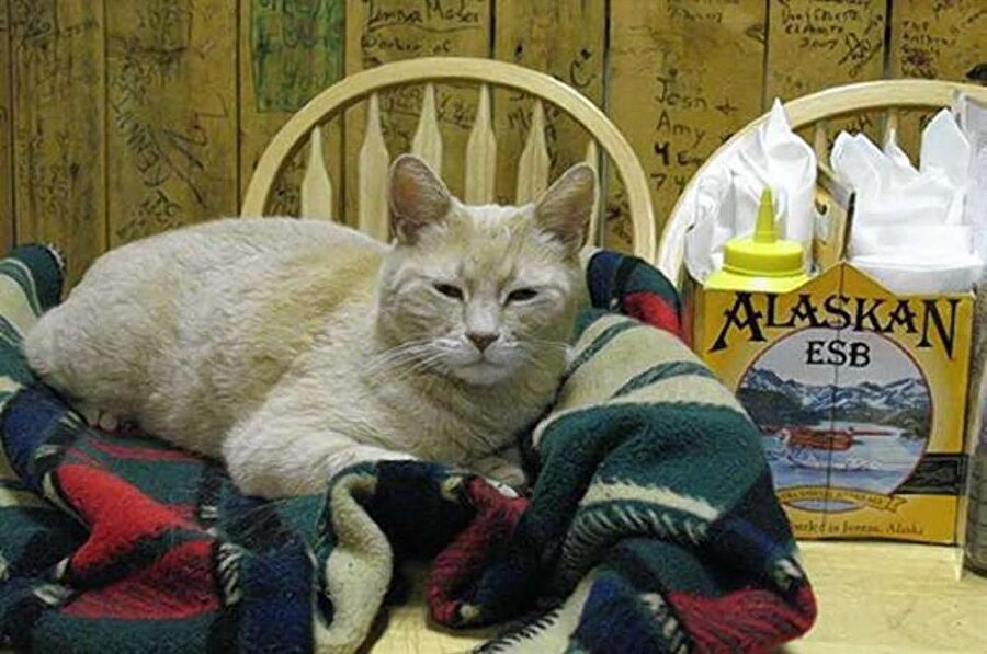 1998 yılında ABD’nin Alaska eyaletinde bulunan Talkeetna kasabasında belediye başkanlarını uygun görmedikleri için yerel halkın 'seçtiği' ve daha sonra 'belediye başkanı' olarak ünlenen Stubbs isimli kedi 20 yaşında öldü.

