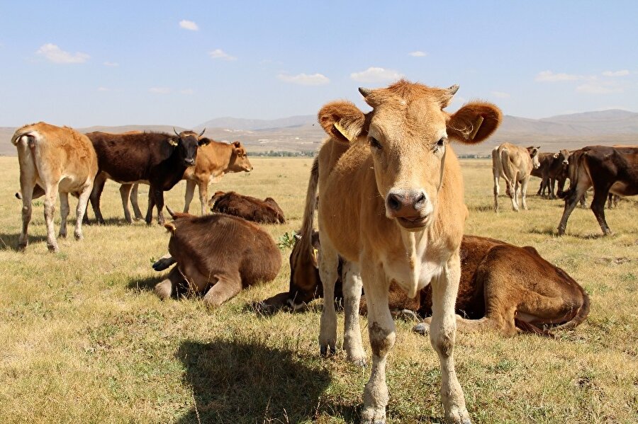 Kurbanlık fiyatlarında ciddi artış beklenmiyor
