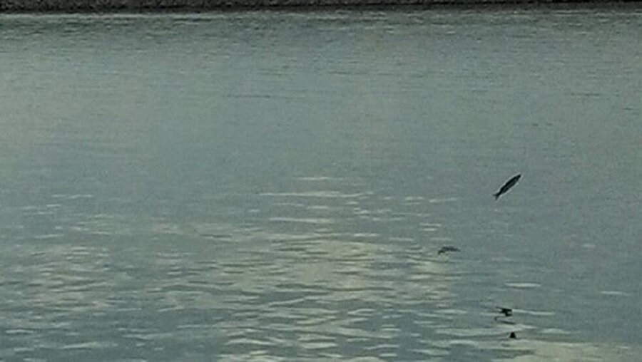 Antalya'nın ünlü tatil yerlerinden Olimpos'ta, derenin denize döküldüğü kısımda sıçrayan balıklar turistlerin ilgisini çekiyor.