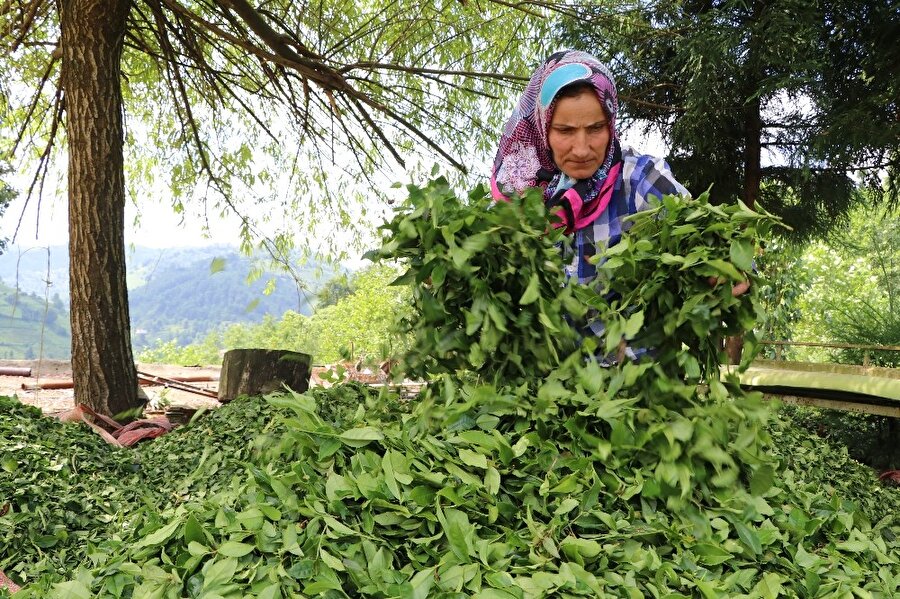 Çayın gen haritası çıkartılıyor