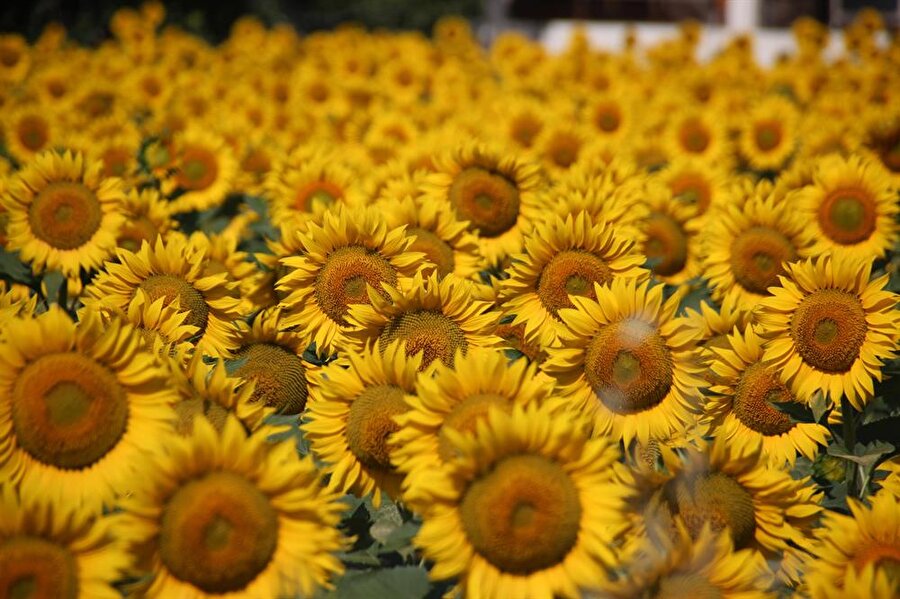 Son yağışlar ayçiçeğinde verim ve kaliteyi arttırdı