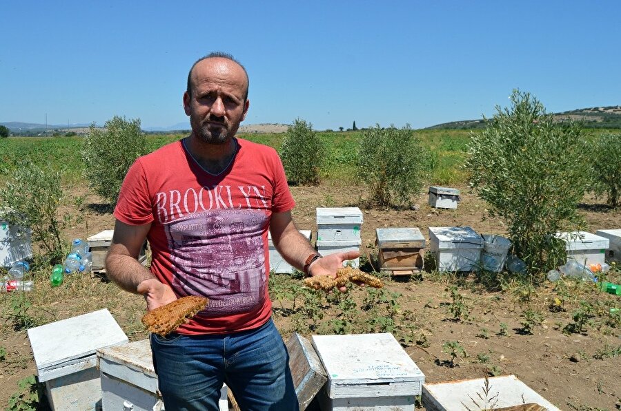 Manisa'da esrarengiz olay: 3 milyon arı telef oldu