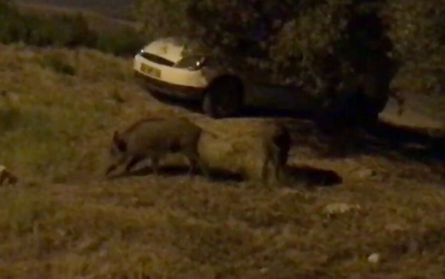 ​Tatilcilere büyük şok: Domuzlar şehre indi