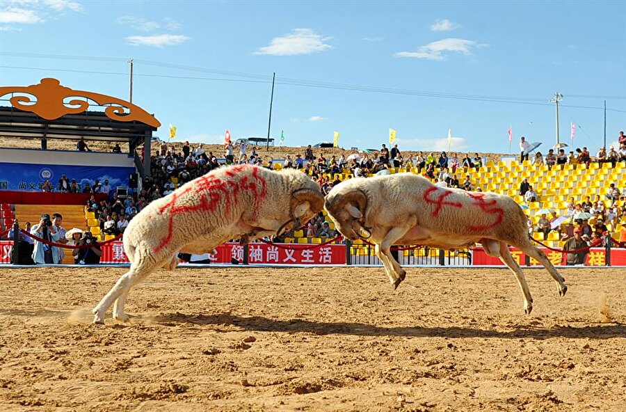 Çin'de yapılan Koç güreşleri hayvan severler tarafından tepkiyle karşılanıyor.
