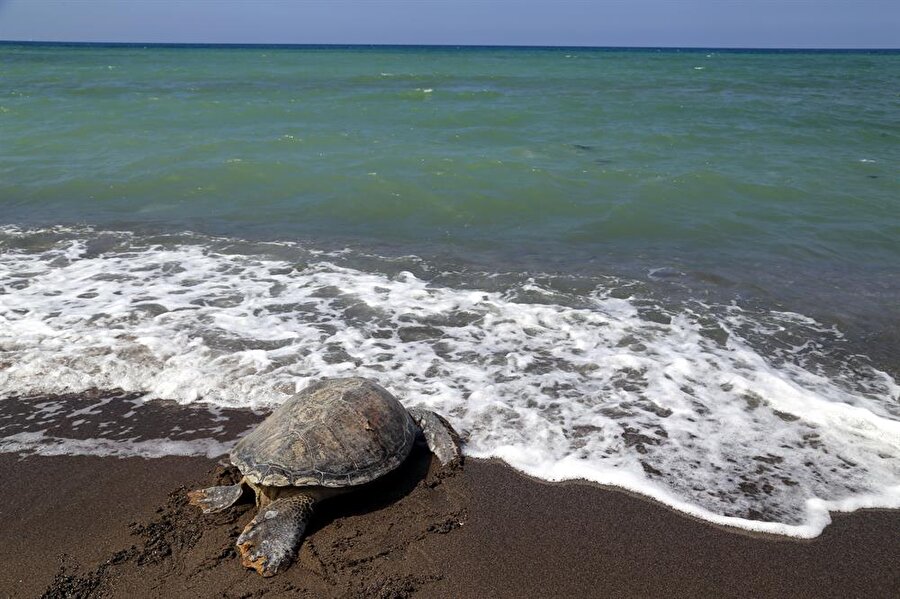 Hatay'da deniz kaplumbağaları doğal ortamlarına bırakıldı.
