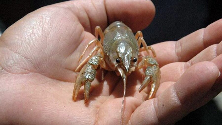 Türkiye'de 15, İsveç'te 110 lira!