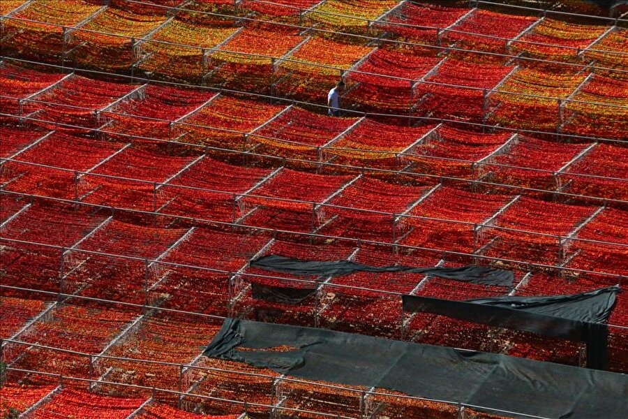 "Patlıcan Vadisi"den 65 ton dolmalık kuru biber ihracatı

                                    Aydın'ın Nazilli ilçesinde bir firma, yurt dışındaki Türkler için gönderdikleri dolmalık biberi yabancıların da talep etmesinin ardından yılda 65 tona kuru biber ihraç etmeye başladı.
                                