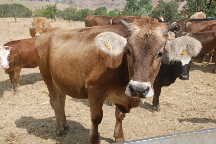 Kurbanlık fiyatları belli oldu​