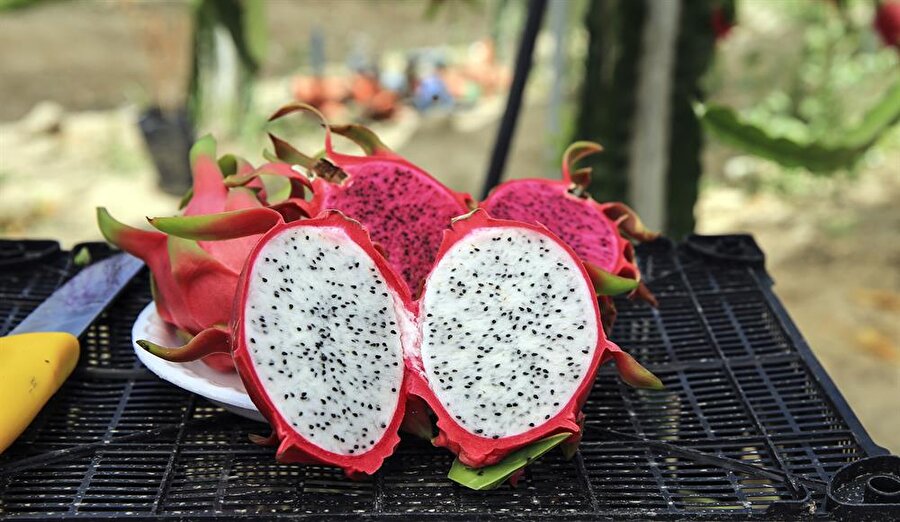 Televizyonda görüp yetiştirmeye karar verdiler, şimdi tonlarca üretiyorlar