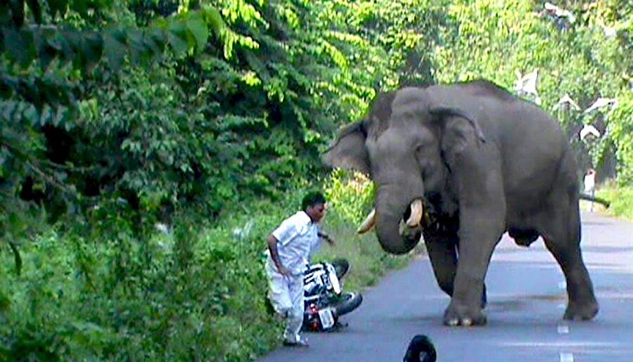 Fil değil seri katil: 14 kişiyi öldürdü!