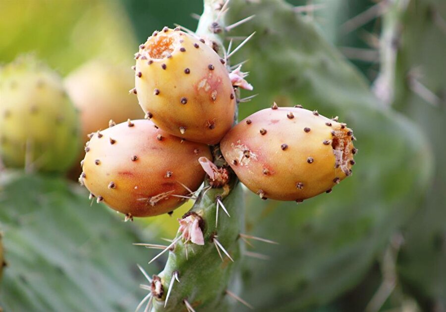 Dikenine katlanıyorlar çünkü geliri yüzleri güldürüyor