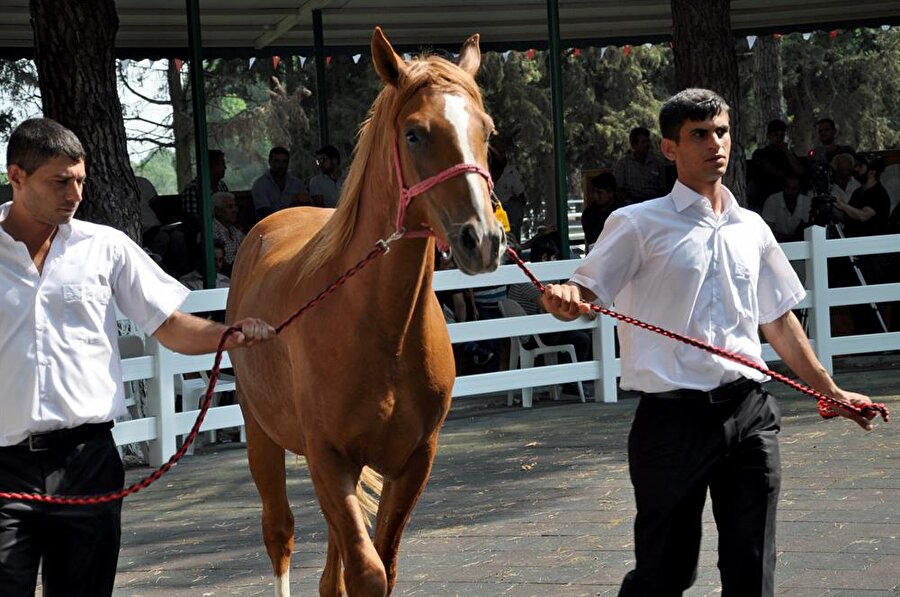 ​Lüks otomobil fiyatına tay!
