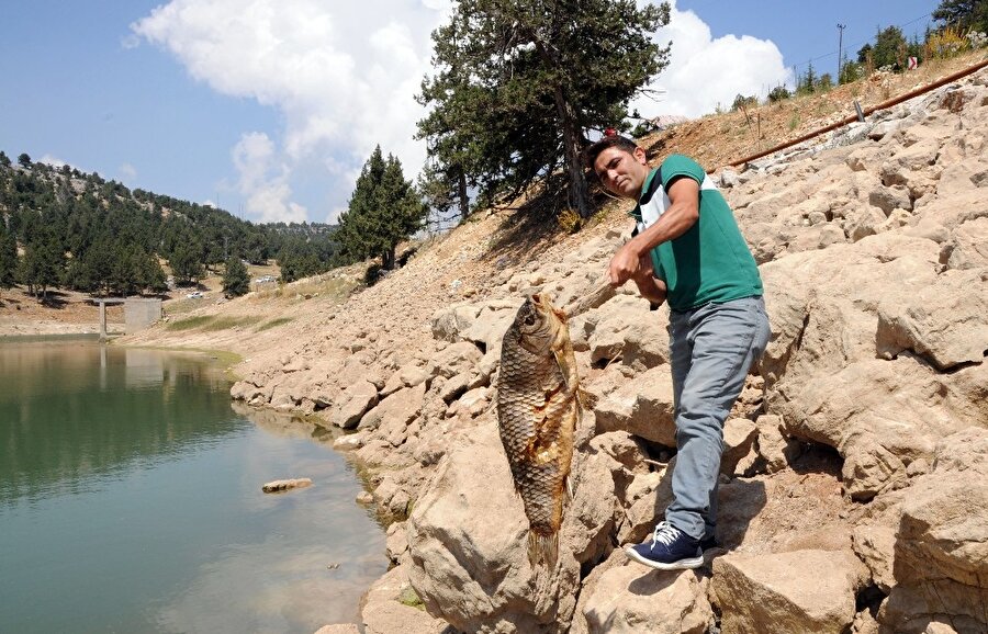 ​Mersin'de esrarengiz olay: Onlarca balık ölü bulundu!