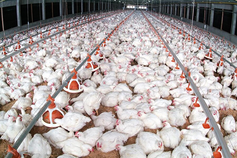 Fipronil adlı haşere ilacı ilk olarak Hollanda ve Belçika'daki tavuk çiftliklerinde kullanıldı.

                                    
                                    
                                
                                
