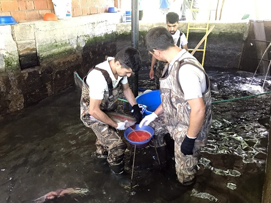 Bir yılda 25 milyon yavru üretiyorlar!