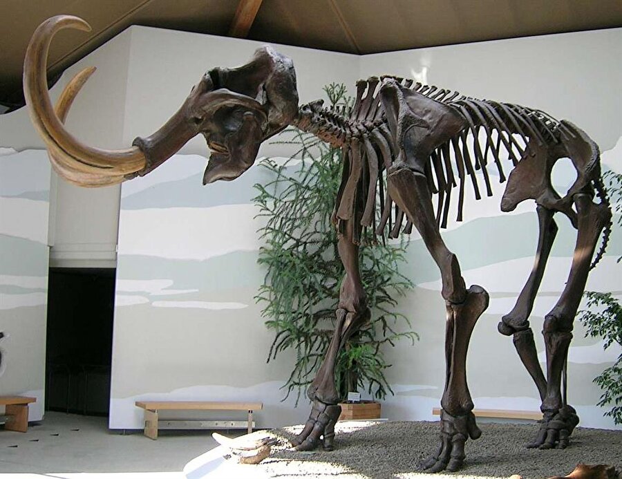 Fosil incelemelerin ardından Paleontoloji Müzesi'nde sergilenmeye başladı.