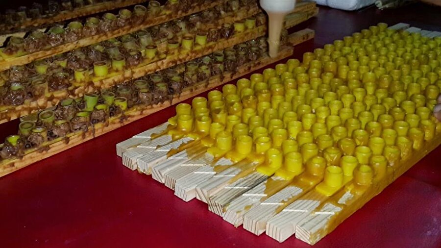 Arı sütü, yaraları daha hızlı iyileştiriyor.