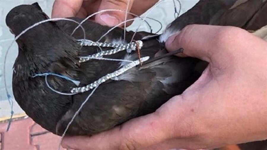 Silivri Cezaevi çevresinde üzerinde mektup ya da benzeri eşyaların takılabilmesi için düzenek kurulu bir kuş yakalandı.