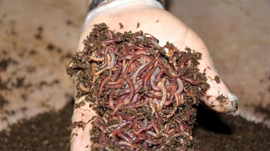 Müdürlüğü bırakıp, solucan gübresi işine giren Mahmut Şanverdi, bugünlerde paraya para demiyor.
