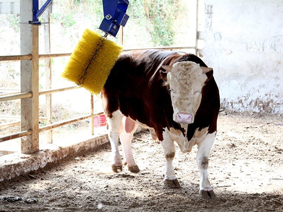 ​"Şampiyon" 35 bin liraya alıcısını bekliyor