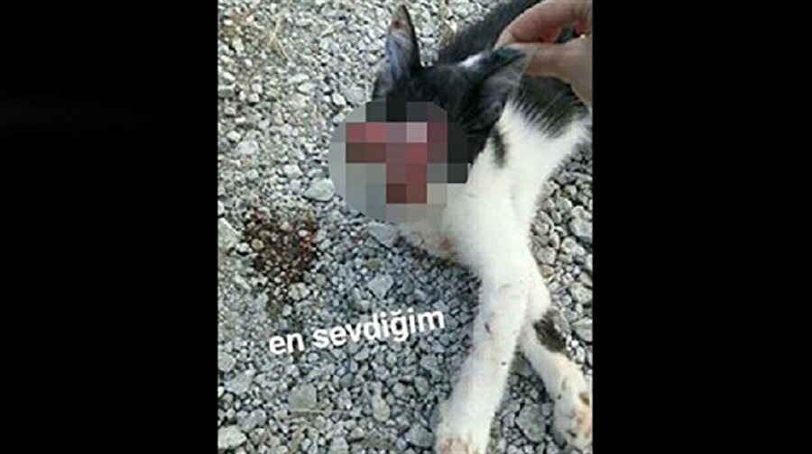 Sakarya Adapazarı'nda yaşayan S. A.'nın paylaştığı insanlık dışı fotoğraf büyük tepki çekti.