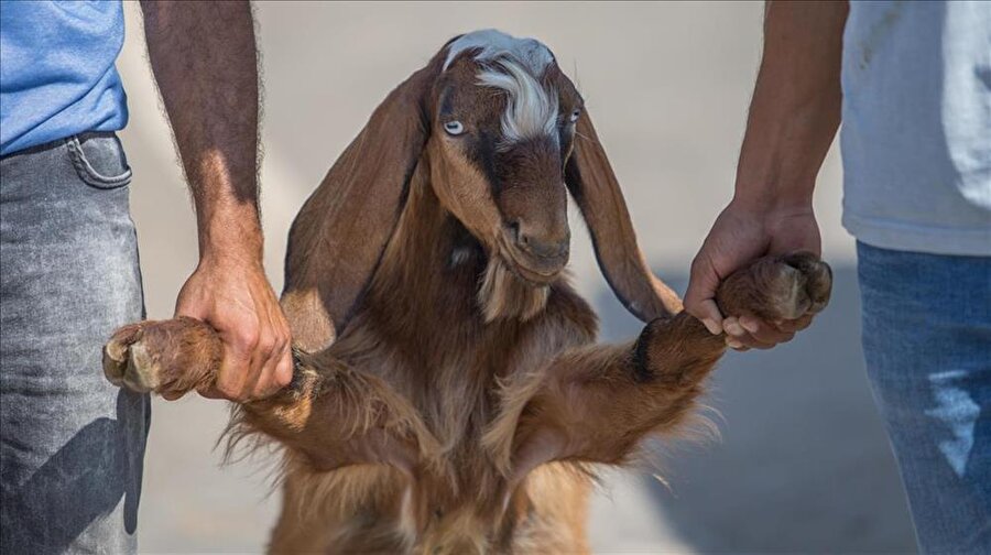 Hayvan pazarlarında "kurban" hareketliliği
Şanlıurfa'daki hayvan pazarlarında yaklaşan Kurban Bayramı dolayısıyla hareketlilik yaşanıyor.