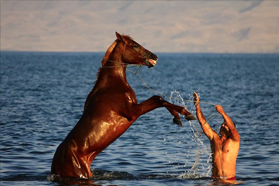 Atları Van Gölü'nde yarışlara hazırlıyorlar
Van'ın Erciş ilçesinde yarış atı yetiştiriciliği yapan Özkan Bayraktar ve İzzet Şevketoğlu, atlarını Van Gölü'nde yarışmalara hazırlıyor, ayakları sakat olanları iyileştirmeye çalışıyor.