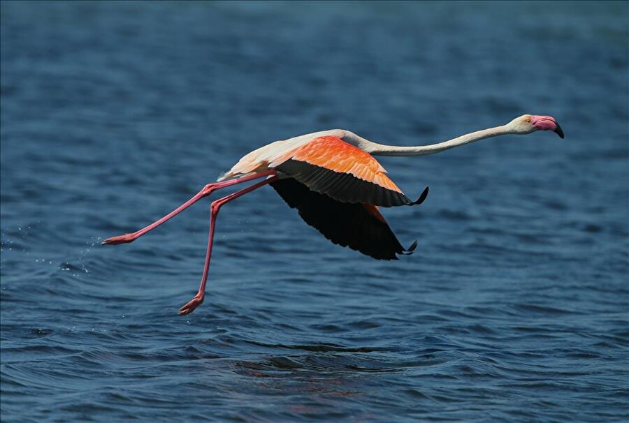 İzmir Kuş Cennetinde flamingo rekoru
İzmir Kuş Cenneti'nde yer alan dünyanın en büyük yapay üreme adasında, bu yıl yavru flamingo sayısı yaklaşık 20 bine ulaşarak rekor seviyeye ulaşıldı. Türkiye'de flamingoların iki üreme sahasından biri olan İzmir Kuş Cenneti'nde (Gediz Deltası), mevcut doğal kuluçka adasının dalga erozyonuyla erimesi nedeniyle 2012 yılında oluşturulan ve yaklaşık 6,5 dönüm yüz ölçümüyle dünyanın en büyük yapay kuluçka adası, her geçen yıl daha çok sayıda flamingonun kuluçka yuvası oluyor.