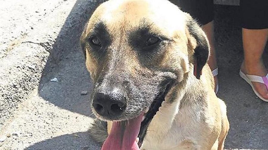 Kahraman köpek Karabaş