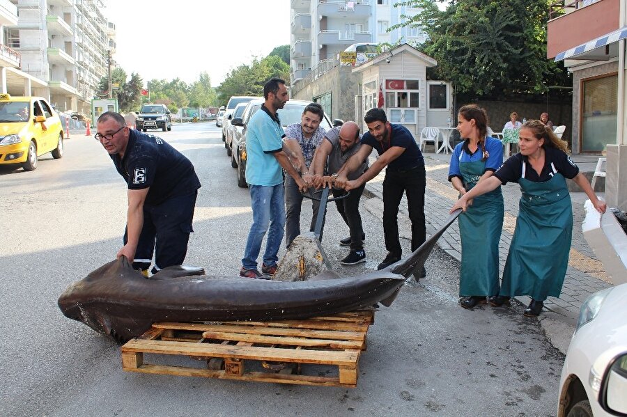 Görenler gözlerine inanamadı: Marmara Denizi'nden "canavar" çıktı!
