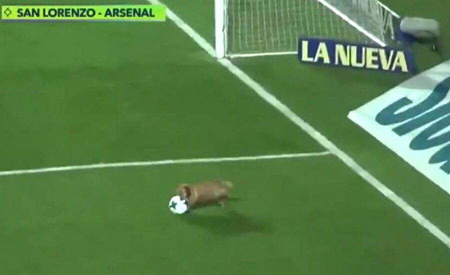 Sahaya köpek girince maç yarıda kaldı!