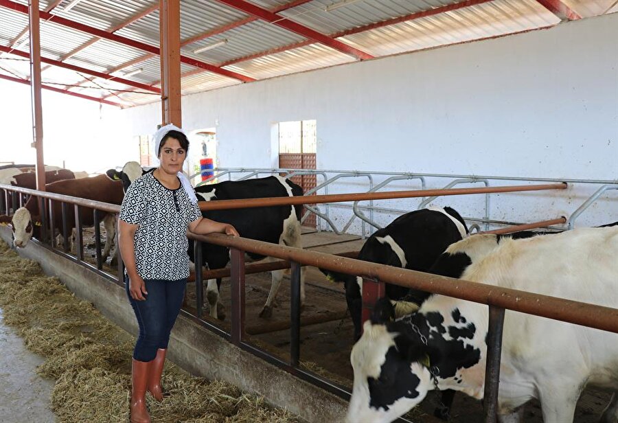 Çocuklarının süt ihtiyacı için başladı, şimdi günde 900 litre süt üretiyor