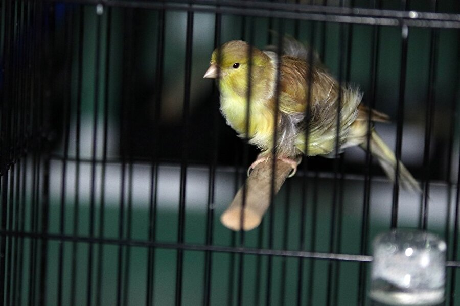 Araba fiyatına kanarya!