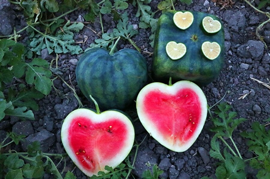 Türkiye’de ilk kez üretilen şekilli meyve sebzeler büyük rağbet görüyor