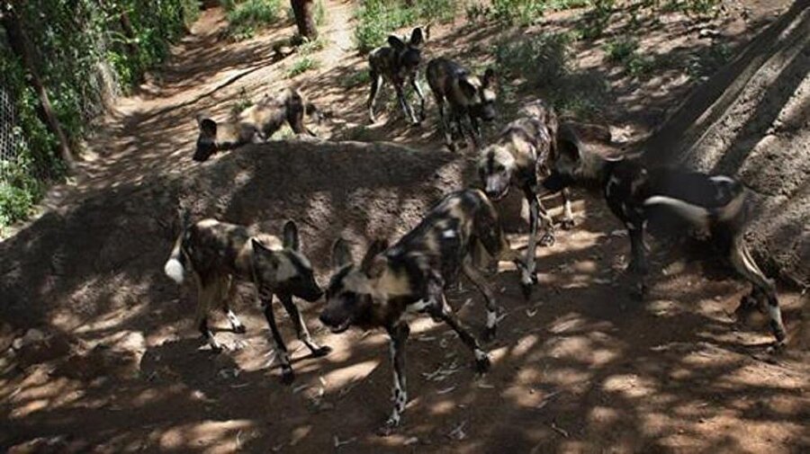 Yunanistan'da sokak köpeklerinin emekli bir Oxford Üniversitesi profesörünü yiyerek öldürdüğü belirtildi.
