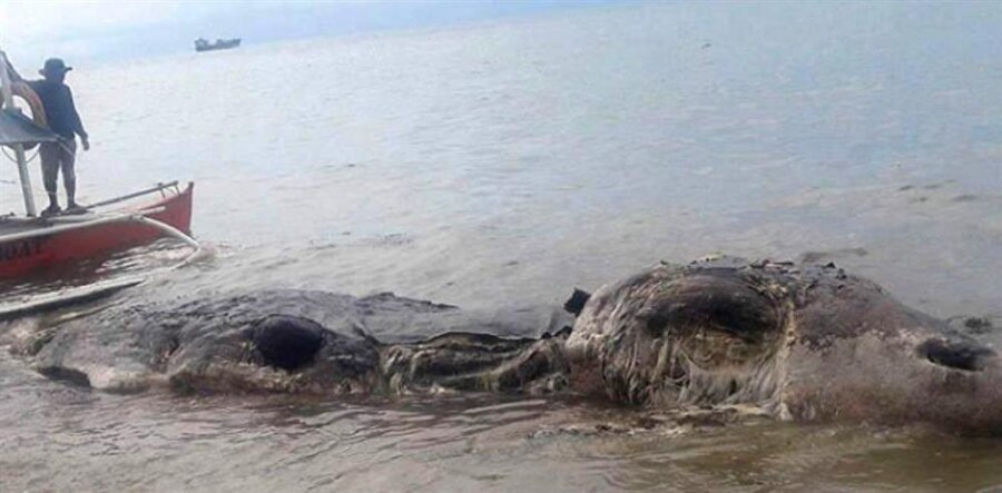 Filipinler'de savaş uçağı büyüklüğünde, ne olduğu çözülemeyen bir deniz canlısı karaya vurdu.