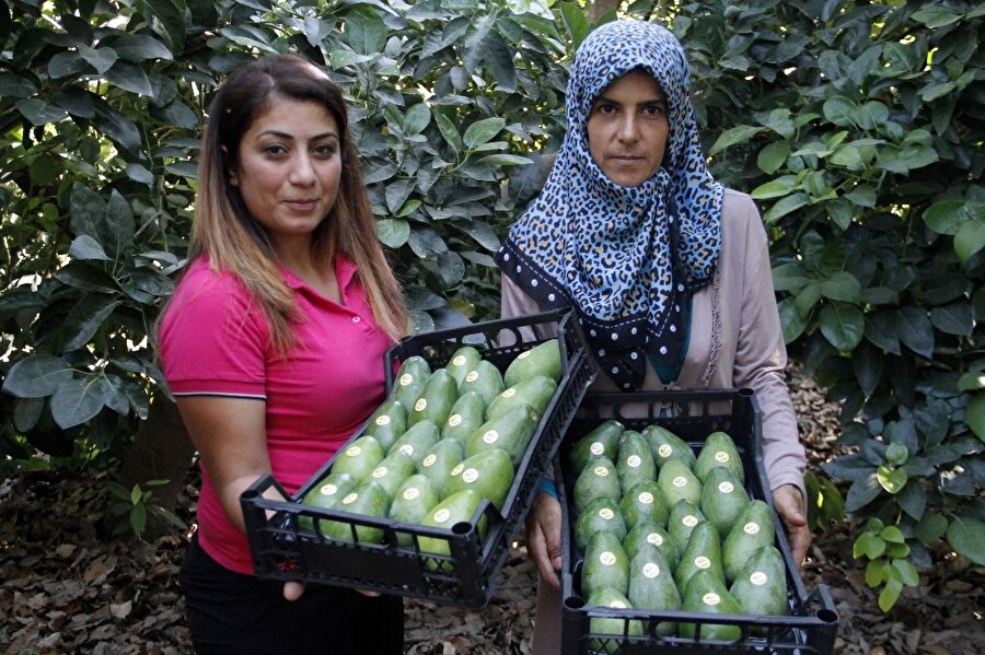 Antalya’nın Alanya ilçesinde 4 bin 300 dekar alandaki 130 bin civarında avokado ağacından bu yıl 15 milyon adet üretim hedefleniyor.