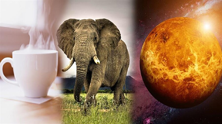 şaşırtıcı bilgiler