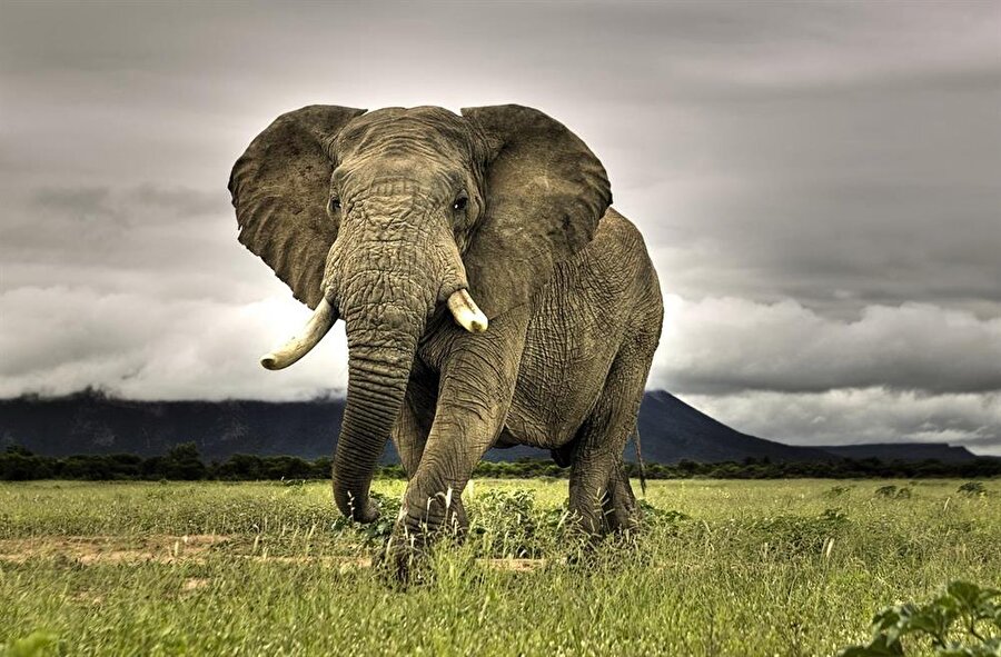 Memeli hayvanlar içinde sadece filler zıplayamaz.
