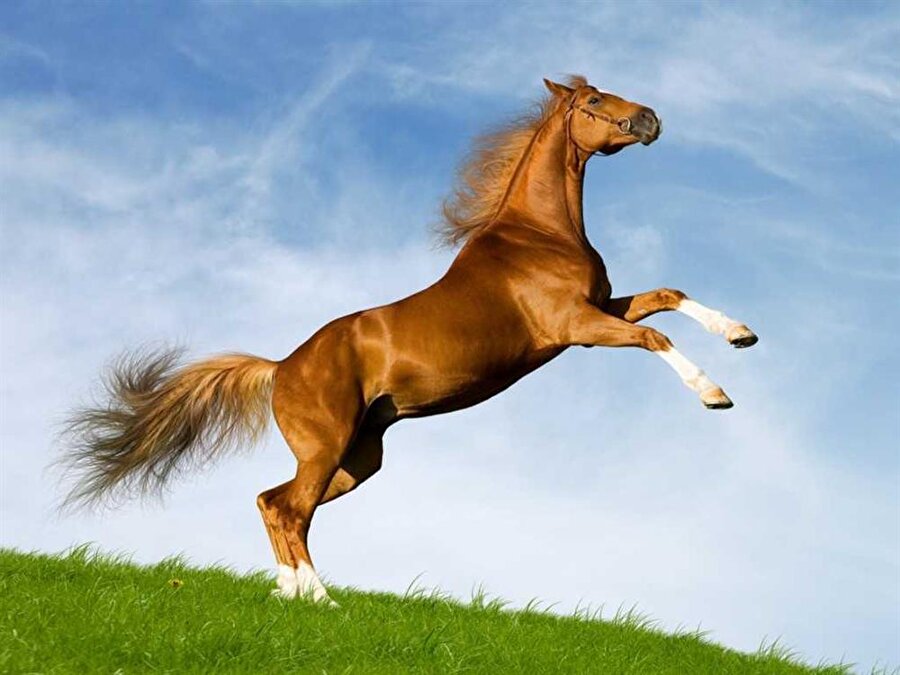 Atlar bir aya yakın bir süre ayakta kalabilir.
